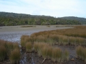 Apodasmia similis - The Catlins