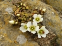 Gentianella saxosa - The Catlins