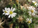 Vittadinia australis - Banks Peninsula (Melissa Hutchison)