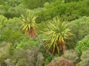 Cordyline indivisa - Banks Peninsula (Melissa Hutchison)