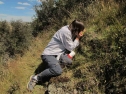 Examining Scleranthus brockeii - Mt Alexander