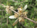 Olearia fimbriata - Banks Peninsula (Melissa Hutchison)