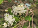 Lophomyrtus obcordata - Banks Peninsula (Melissa Hutchison)