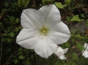 Calystegia tuguriorum - Banks Peninsula (Melissa Hutchison)