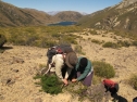 Wilding pine control - Lake Lyndon