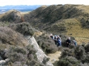 Shrubland - North Canterbury