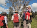 Examining Korthalsella salicornioides - Medbury Reserve