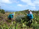 Olearia chathamica - Rangaika, Chatham Islands