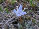 Parahebe canescens - Tekapo (Trevor Blogg)