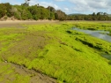 Tautuku tidal flats - The Catlins